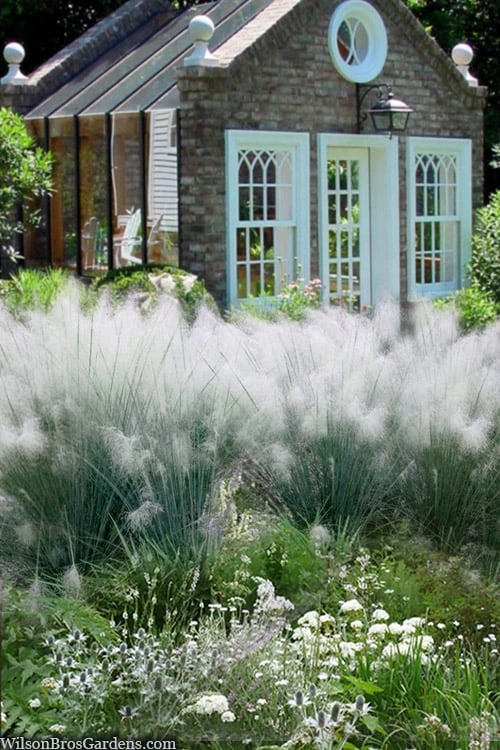White Cloud Muhly Grass - 3 Gallon Pot - Image 5