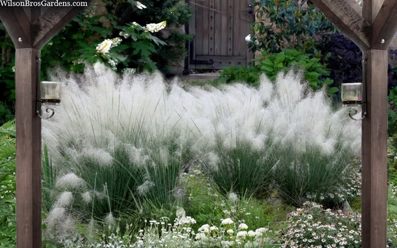 White Cloud Muhly Grass - 3 Gallon Pot - Image 4