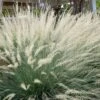 Big Muhly Grass - 1 Gallon Pot