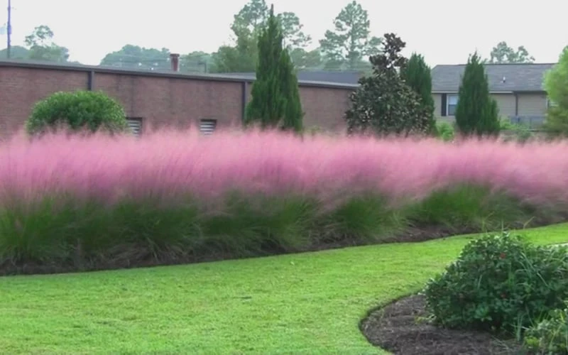 Pink Muhly Grass (Cotton Candy Grass) - 1 Gallon Pot (On Sale) - Image 8