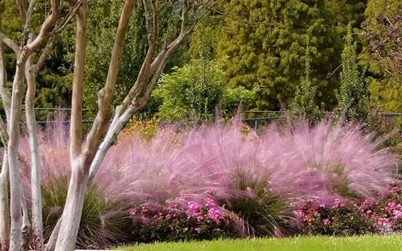 Pink Muhly Grass (Cotton Candy Grass) - 1 Gallon Pot (On Sale) - Image 9