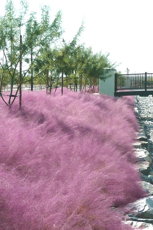 Pink Muhly Grass (Cotton Candy Grass) - 1 Gallon Pot (On Sale) - Image 10