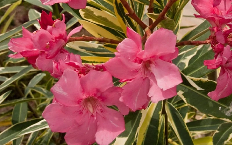 Twist Of Pink Oleander - 2 Gallon Pot - Image 5
