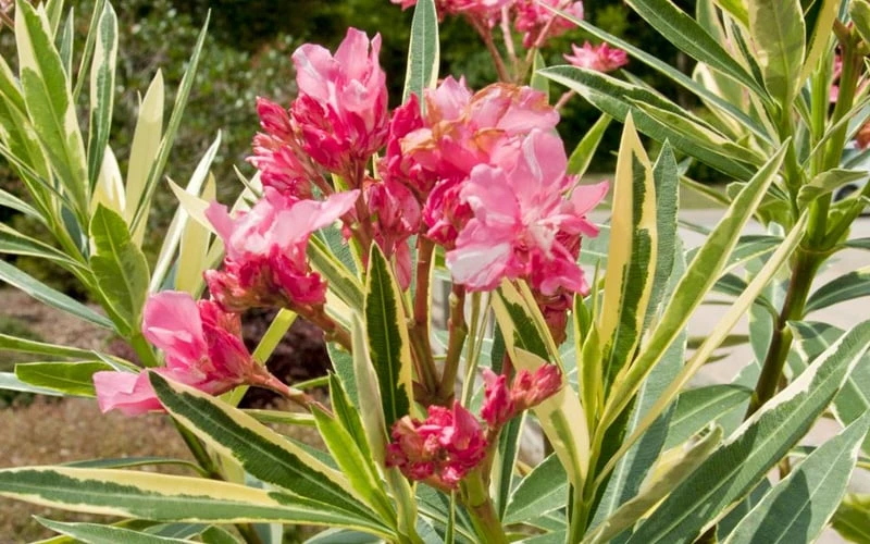 Twist Of Pink Oleander - 2 Gallon Pot - Image 4
