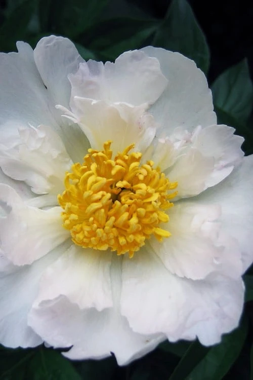 Krinkled White Peony - 1 Gallon Pot - Image 4