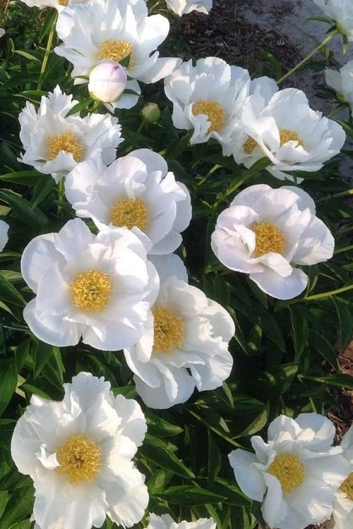 Krinkled White Peony - 1 Gallon Pot - Image 7