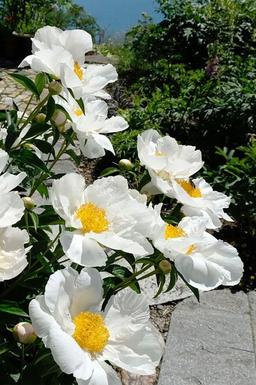 Krinkled White Peony - 1 Gallon Pot - Image 6