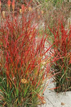 Hanse Herms Red Switch Grass (Panicum Virgatum) - 1 Gallon Pot