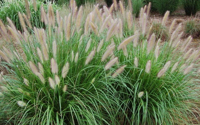Etouffee Hardy Fountain Grass (Pennisetum Alopecuroides) - 1 Gallon Pot - Image 4