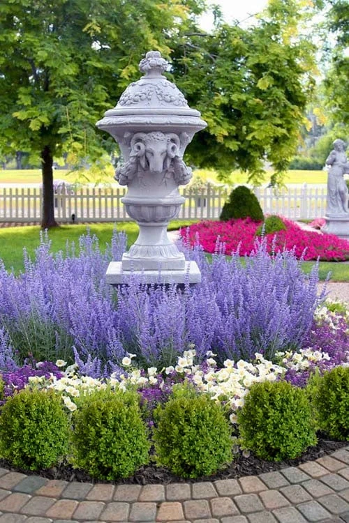 Blue Jean Baby Russian Sage (Perovskia) - 1 Gallon Pot - Image 5