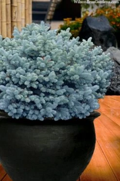 Dwarf Globe Blue Spruce (Picea Pungens 'Globosa') - 2 Gallon Pot