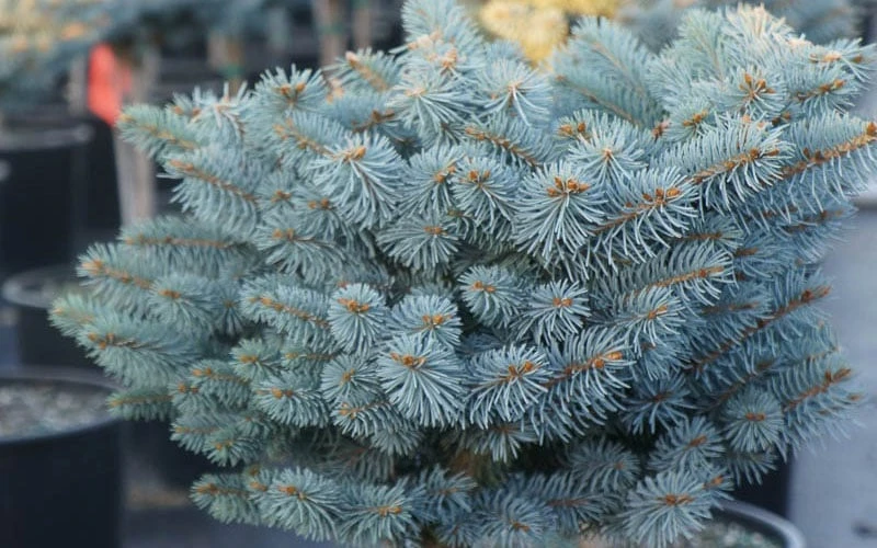 Dwarf Globe Blue Spruce (Picea Pungens 'Globosa') - 1 Gallon Pot - Image 4