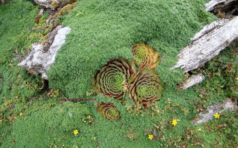 Elfin Creeping Thyme (Thymus Serpyllum 'Elfin') - 5 Pack Of Pint Pots - Image 5