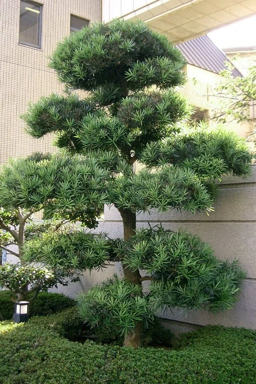 Podocarpus Macrophyllus Upright Yew - 7 Gallon Pot (3-4') - Image 6