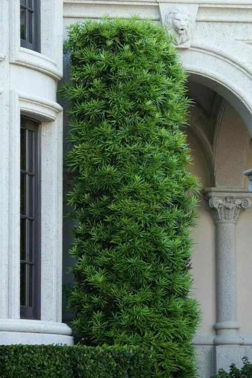 Podocarpus Macrophyllus Upright Yew - 7 Gallon Pot (3-4') - Image 5