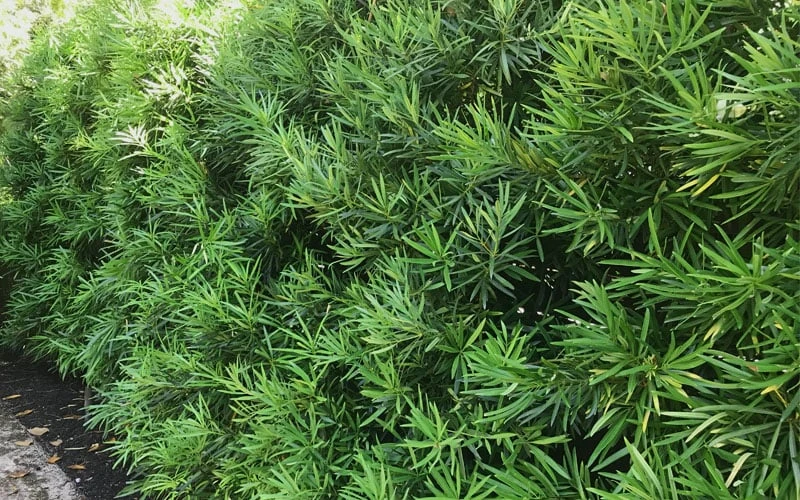 Podocarpus Macrophyllus Upright Yew - 7 Gallon Pot (3-4') - Image 8