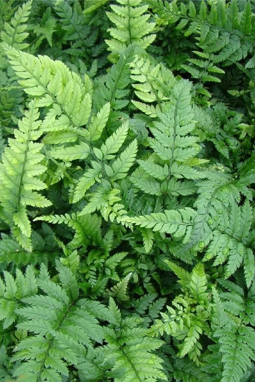 Korean Rock Fern - 6 Pack Of 1 Gallon Pots - Image 7