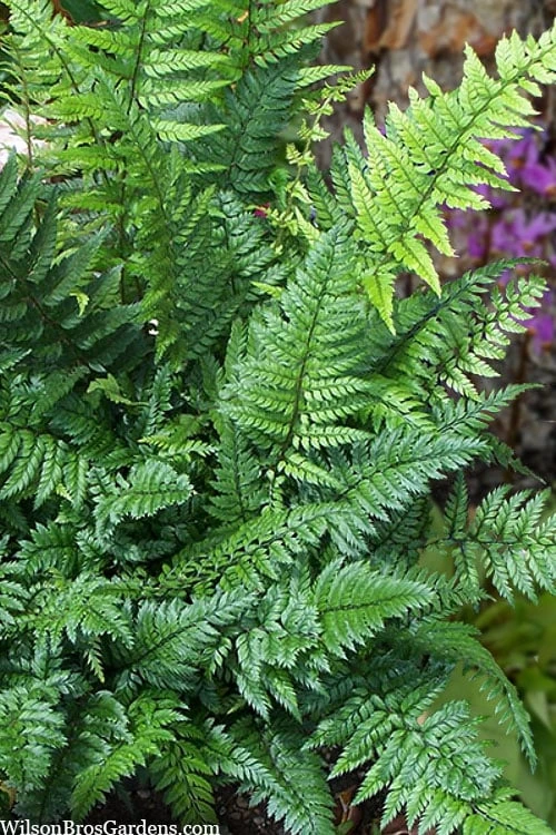 Korean Rock Fern - 6 Pack Of 1 Gallon Pots