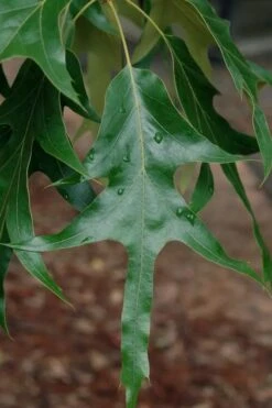 American Elm Tree (Ulmus Americana) - 3 Gallon Pot