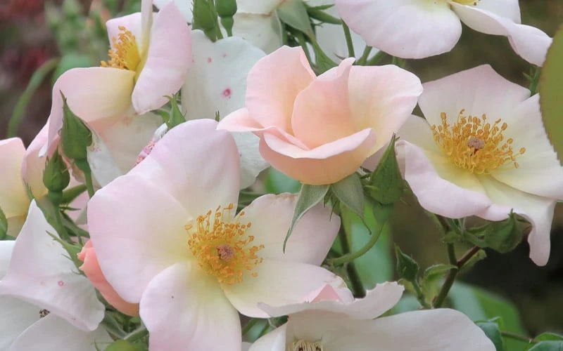 Sally Holmes Climbing Rose - 5 Gallon Pot - Image 6