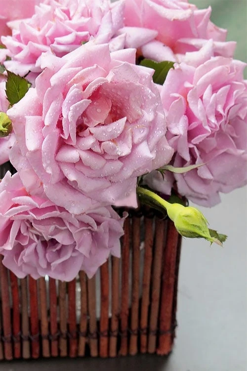 Belinda's Dream Shrub Rose - 3 Gallon Pot - Image 6