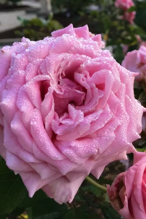 Belinda's Dream Shrub Rose - 3 Gallon Pot - Image 8
