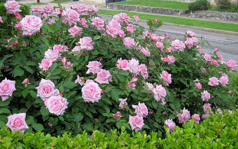 Belinda's Dream Shrub Rose - 3 Gallon Pot - Image 5