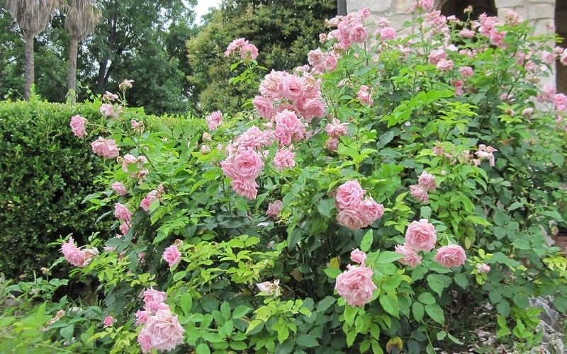Belinda's Dream Shrub Rose - 3 Gallon Pot - Image 7