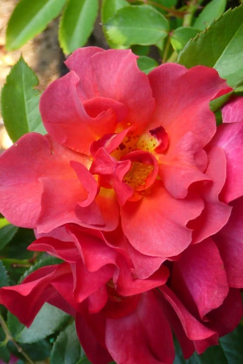 Cinco De Mayo Rose - 3 Gallon Pot - Image 5