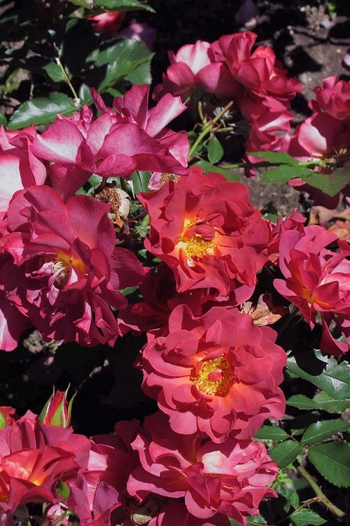 Cinco De Mayo Rose - 3 Gallon Pot - Image 9