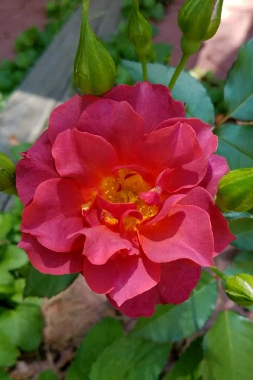 Cinco De Mayo Rose - 3 Gallon Pot - Image 7