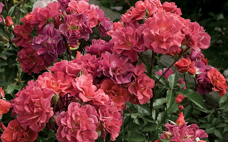 Cinco De Mayo Rose - 3 Gallon Pot - Image 4