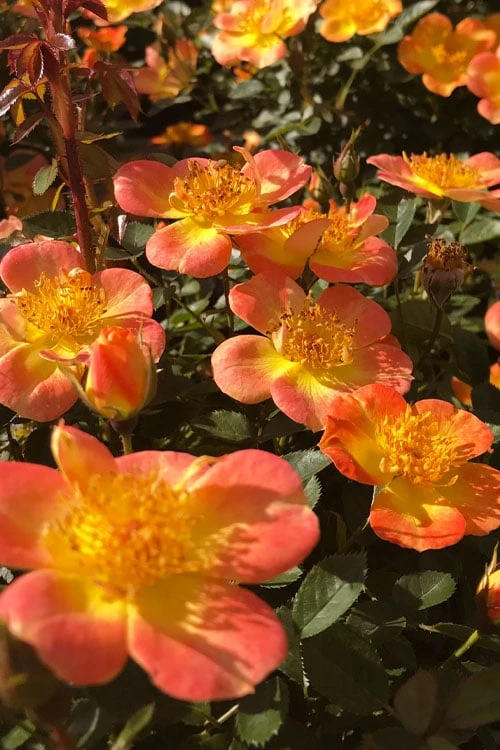 Oso Easy 'Hot Paprika' Rose - 3 Gallon Pot - Image 4