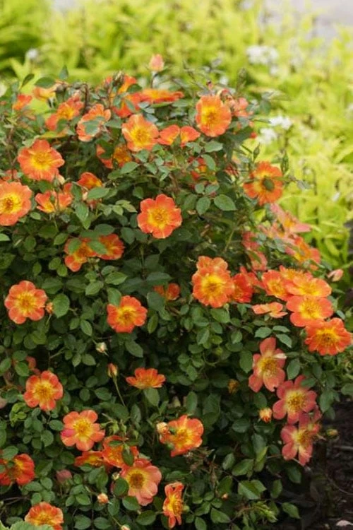 Oso Easy 'Hot Paprika' Rose - 3 Gallon Pot - Image 7