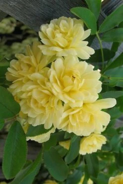 Lady Banks Yellow Rose - 5 Gallon Pot