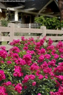 Oso Easy 'Peasy' Rose - 3 Gallon Pot