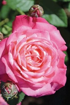 Peppermint Pop Rose - 3 Gallon Pot