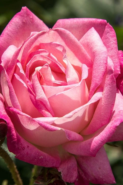 Peppermint Pop Rose - 3 Gallon Pot - Image 4