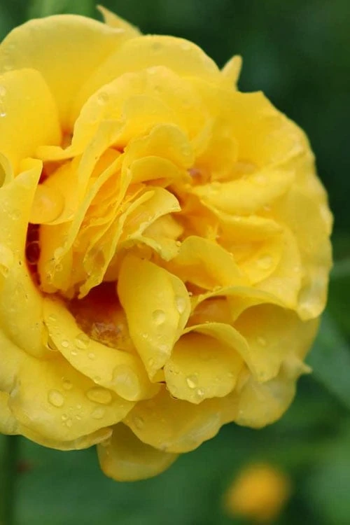 Rise Up Ringo Rose - 3 Gallon Pot - Image 5