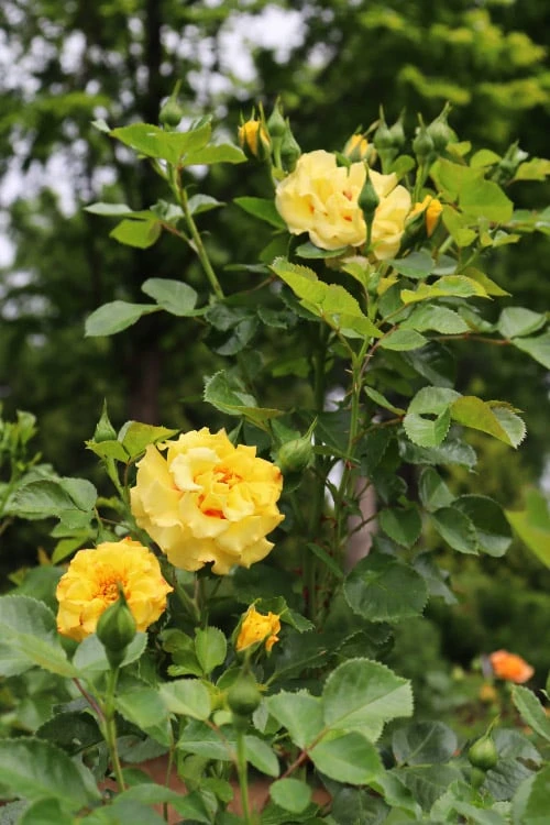 Rise Up Ringo Rose - 3 Gallon Pot - Image 6