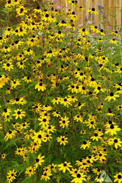 Brown Eyed Susan Daisy (Rudbeckia Triloba) - 1 Gallon Pot - Image 5