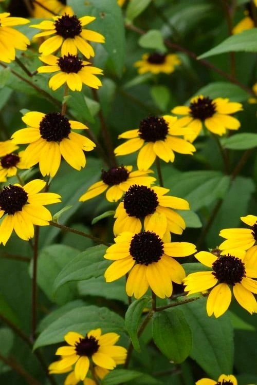 Brown Eyed Susan Daisy (Rudbeckia Triloba) - 1 Gallon Pot - Image 4