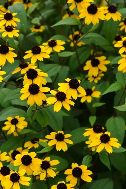 Brown Eyed Susan Daisy (Rudbeckia Triloba) - 1 Gallon Pot - Image 6