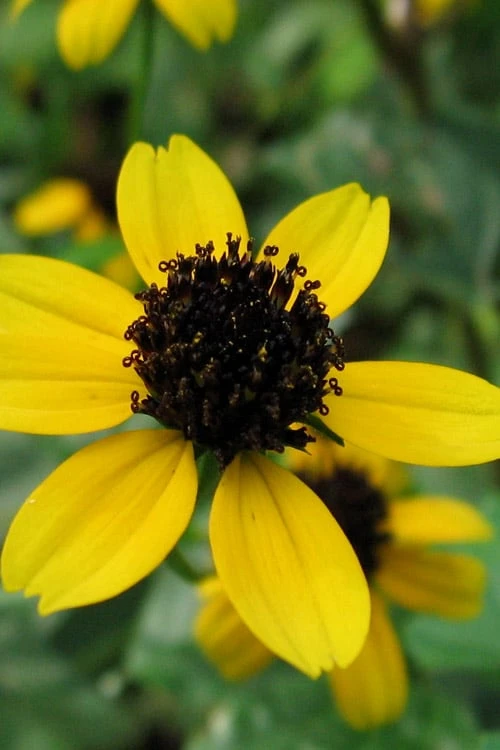 Brown Eyed Susan Daisy (Rudbeckia Triloba) - 1 Gallon Pot - Image 7