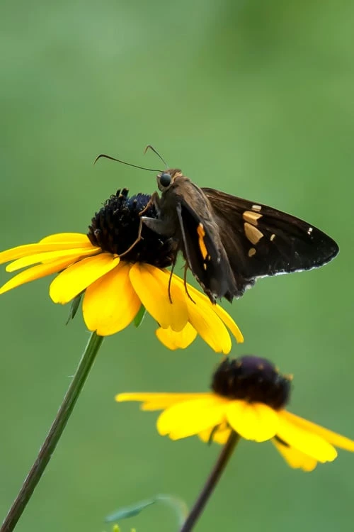 Brown Eyed Susan Daisy (Rudbeckia Triloba) - 1 Gallon Pot