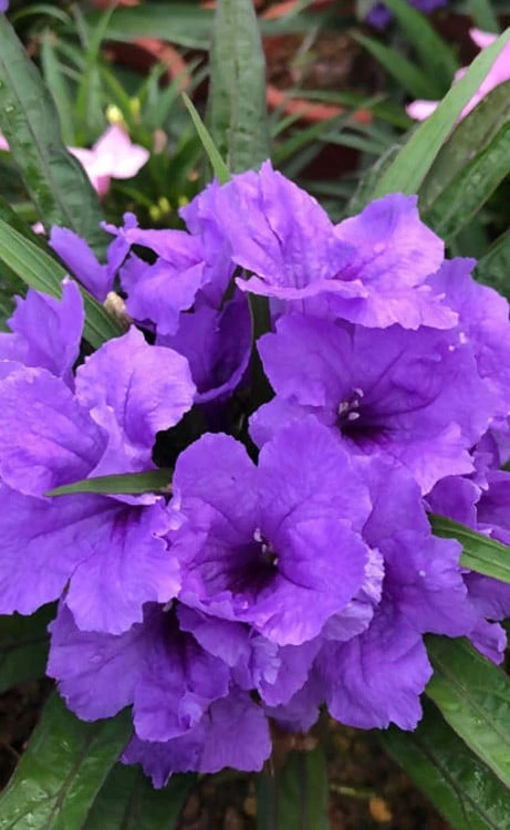 Katie Purple Dwarf Mexican Petunia (Ruellia) - 10 Pack Of Quart Pots - Image 10