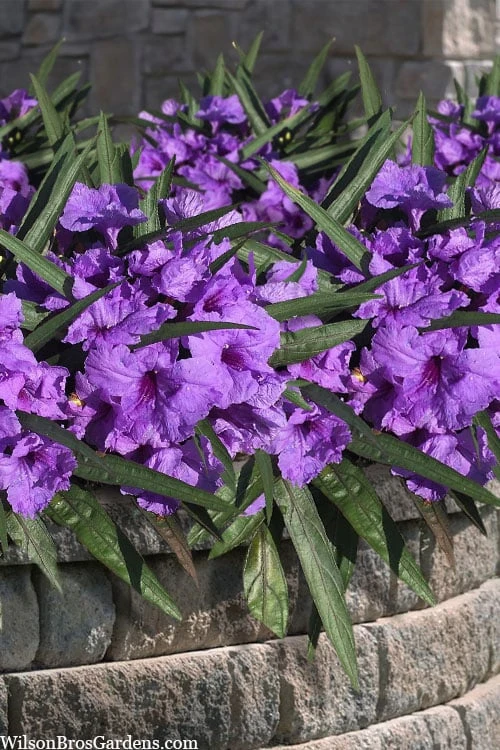 Katie Purple Dwarf Mexican Petunia (Ruellia) - 10 Pack Of Quart Pots - Image 7