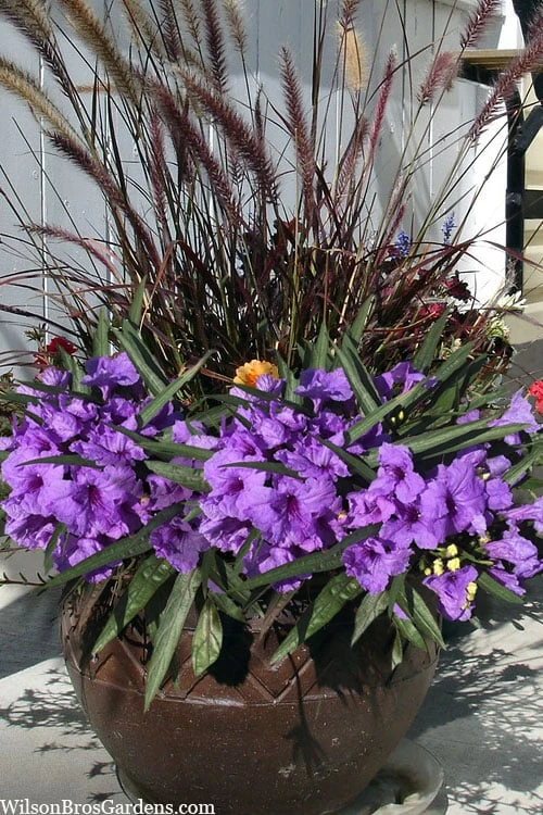 Katie Purple Dwarf Mexican Petunia (Ruellia) - 10 Pack Of Quart Pots - Image 6