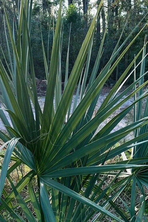 Blue Stem Dwarf Palmetto Palm (Sabal Minor) - 7 Gallon Pot - Image 8