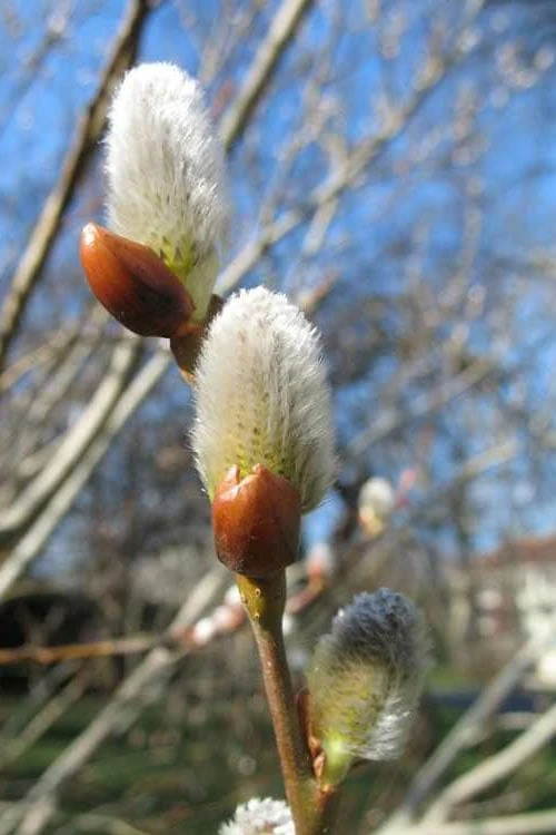 American Pussy Willow (Salix Discolor) - 3 Gallon Pot - Image 10